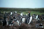 Eselspinguin-Gentoopinguin-Falkland_Kolonie.jpg (14743 Byte)