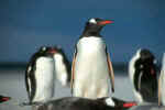 Eselspinguin-Gentoopinguin-Falkland.jpg (10186 Byte)